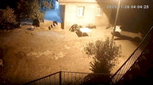 Şanlıurfa’da sırtlanlar tavuk kümesine girdi: Horoz ve tavukları çaldı