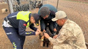 Siirt’te hayvan kazalarının önlenmesi için sürüye 