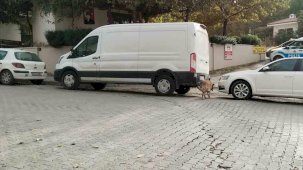 Sokak köpekleri ilçenin kabusu oldu: Otomobile 108 bin TL’lik zarar verdiler