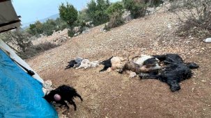 Yabani hayvan saldırısında 12 küçükbaş hayvan telef oldu