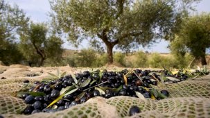 Zeytinde fiyat tartışması: 