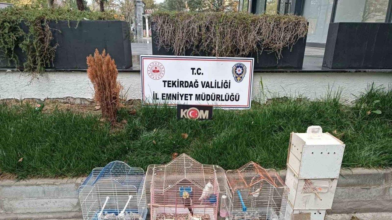 Tekirdağ’da yasa dışı hayvan üretimine ağır ceza
