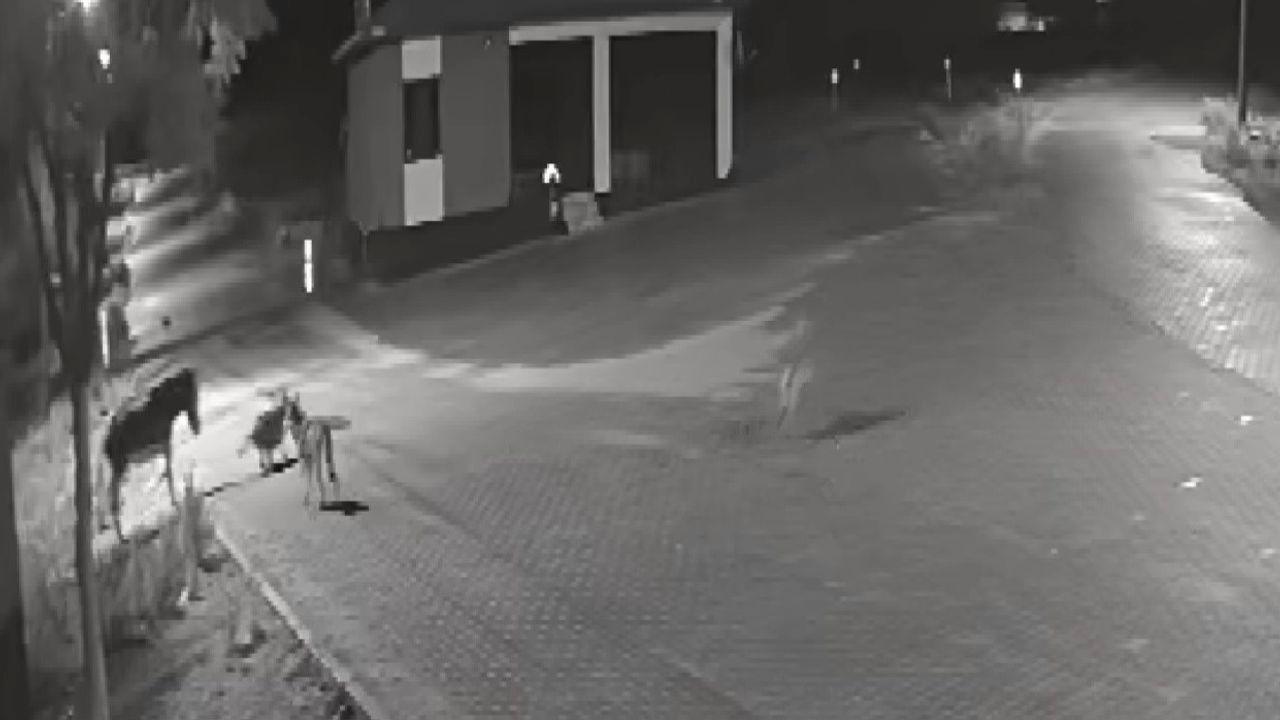 Aç kalan kurtlar mahalleye inerek eşeğe saldırdı