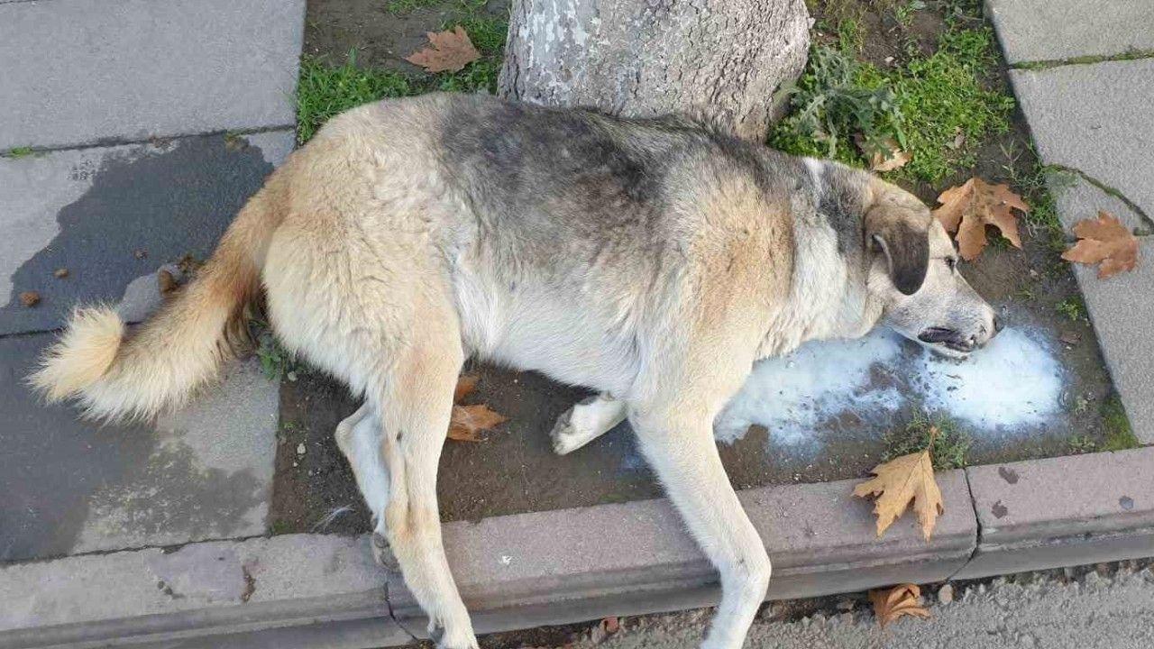 Amasya’da şehrin göbeğinde köpek ve kediler ölü bulundu