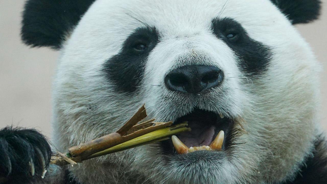 Fransa'nın panda diplomasisi