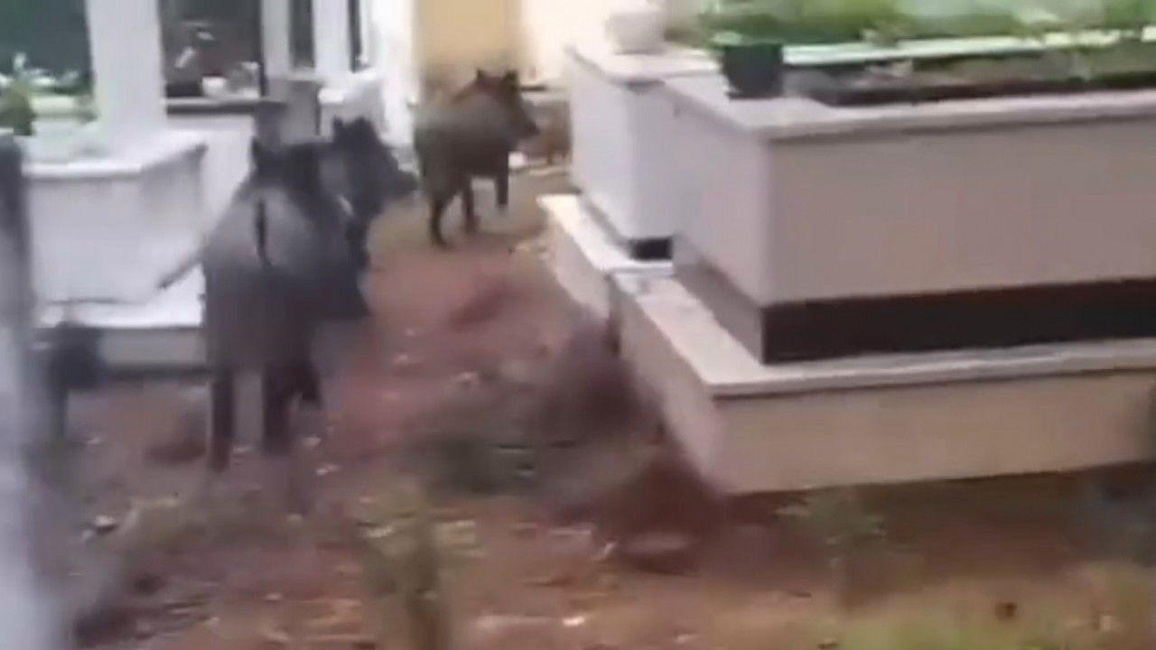 Marmaris’te domuz istilası sürüyor: