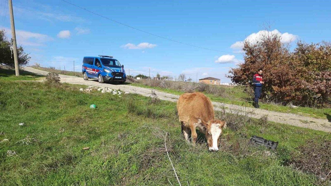 Saray’da kaçak yollarla getirilen 9 büyükbaş hayvan kesime gönderildi