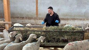 10 hayvanından 4'ü kalan Bursalı üretici 1,5 milyon lira zarar etti