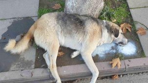 Amasya’da şehrin göbeğinde köpek ve kediler ölü bulundu