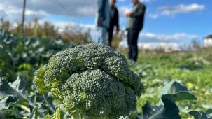 Bursa'da brokolide şok etiket!