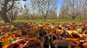 Don Vurdu, Kuraklık Bitirdi: Bursa’da Bahçeler Sessizliğe Büründü