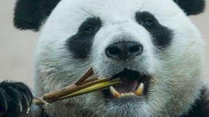 Fransa'nın panda diplomasisi