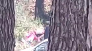 İzmir’de bir kadın ormanlık alanda darbedildi