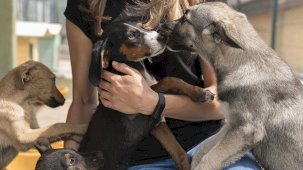 Köpek sahiplerinden vergi alınacak