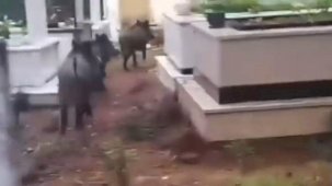 Marmaris’te domuz istilası sürüyor: 