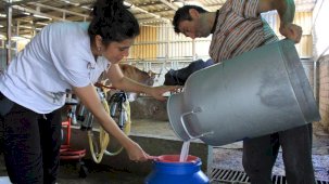 Şapın vurduğu üreticiler süt fiyatında güncelleme istiyor