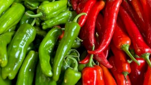 Batı Akdeniz'de biber ihracatıyla şampiyonluk geldi