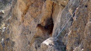 Batman'da kayalıklarda 5 gündür mahsur kalan keçi kurtarıldı