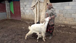 Gümüşhane'de annesinin kabul etmediği kuzuya keçilerden annelik