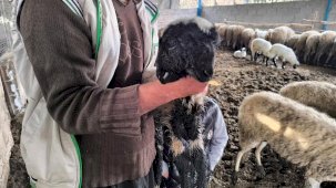 Hatay'da bir kuzu çift baş ve 4 göz ile doğdu