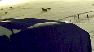 Sivas'ta kurtlarla dövüşen köpekten geriye postu kaldı