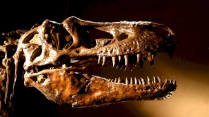 T-Rex fosilleri dinozor tarihini baştan yazdı