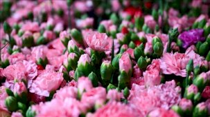 Türkiye'den 2025'te 83 ülkeye çiçek ihracatı yapıldı