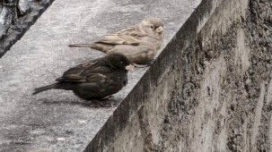 Isparta'da serçe sürüsünde fark ettiler, adını 'Kömür' koydular
