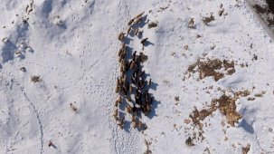 Mardin’de besicilerin karla mücadelesi