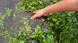 Meğer hazineymiş! Yol kenarı sebzesi 100 puan aldı: Dünyanın en sağlıklısı...