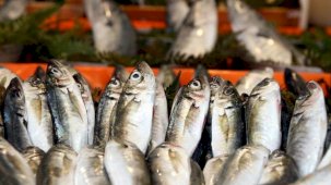 Şubat'ta hangi balık yenir? İşte tam mevsimi olan balıklar…