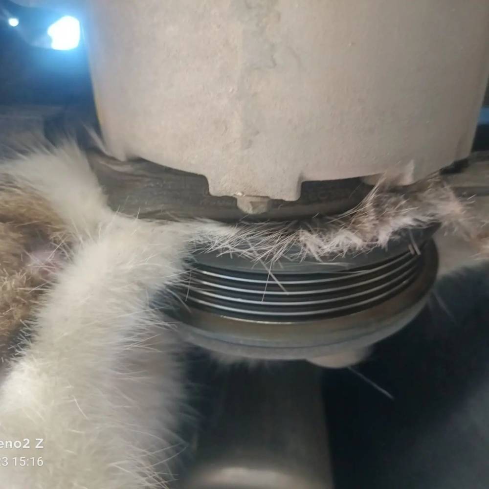Yalova’da otomobilin klima kayışına sıkışan kedi kurtarıldı
