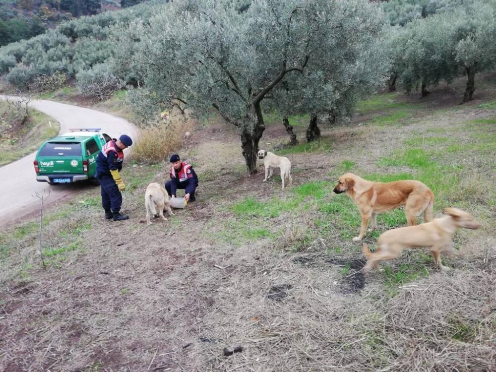 Jandarma ekipleri sokak hayvanlarını besledi