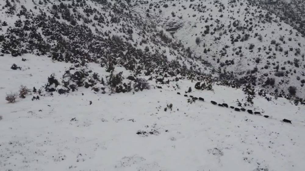 Elazığ’da kar üzerindeki domuz sürüsü dron ile görüntülendi