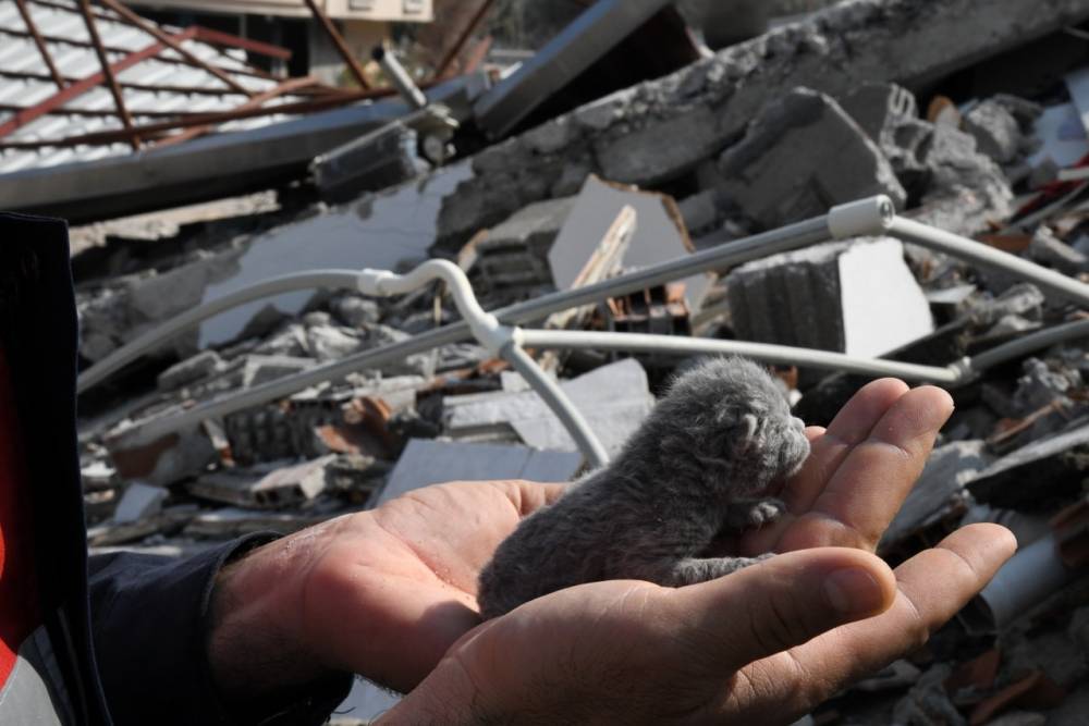 5 günlük yavru kedi enkaz altından sağ olarak kurtarıldı
