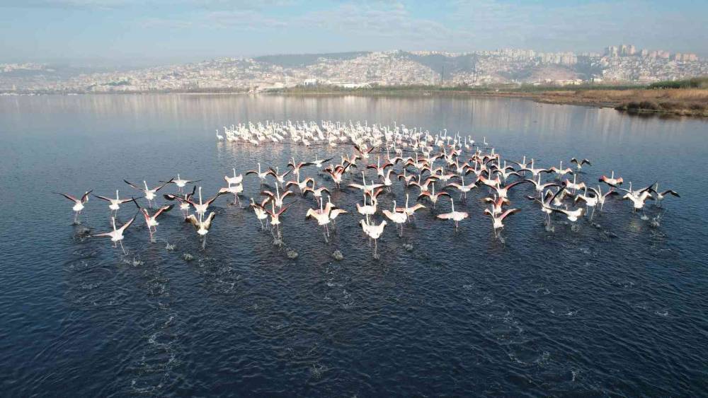 Flamingolar, kışa rağmen İzmit’ten göç etmedi