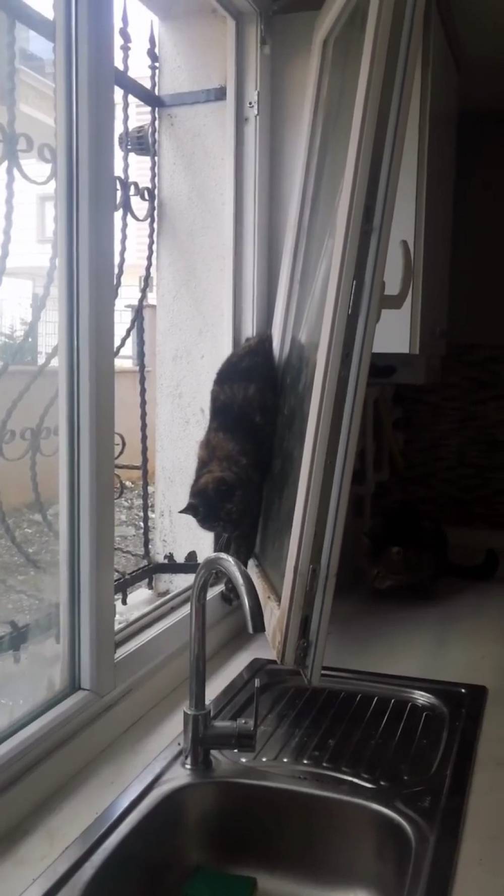Beylikdüzü’nde itfaiyeden kedi kurtarma operasyonu