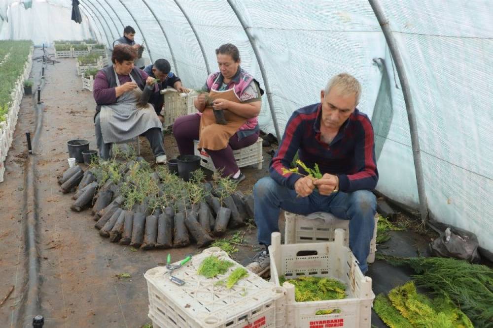 Diyarbakır Büyükşehir personeline 'fidan aşılama' eğitimi