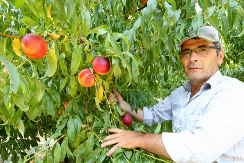 Yenişehir Ovası'nı don ve kırağı vurdu