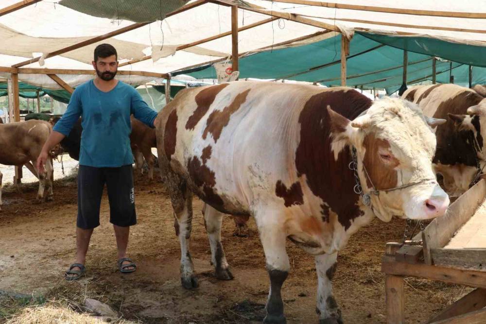 Yalova Kurban Pazarı’nın ‘Şampiyon’ları alıcılarını bekliyor