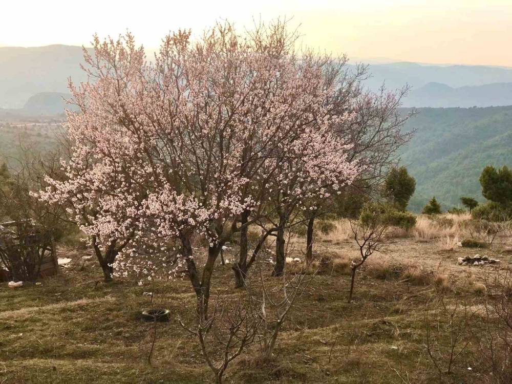 (ÖZEL) Bilecik’te erken açan badem ağaçları havadan böyle görüntülendi