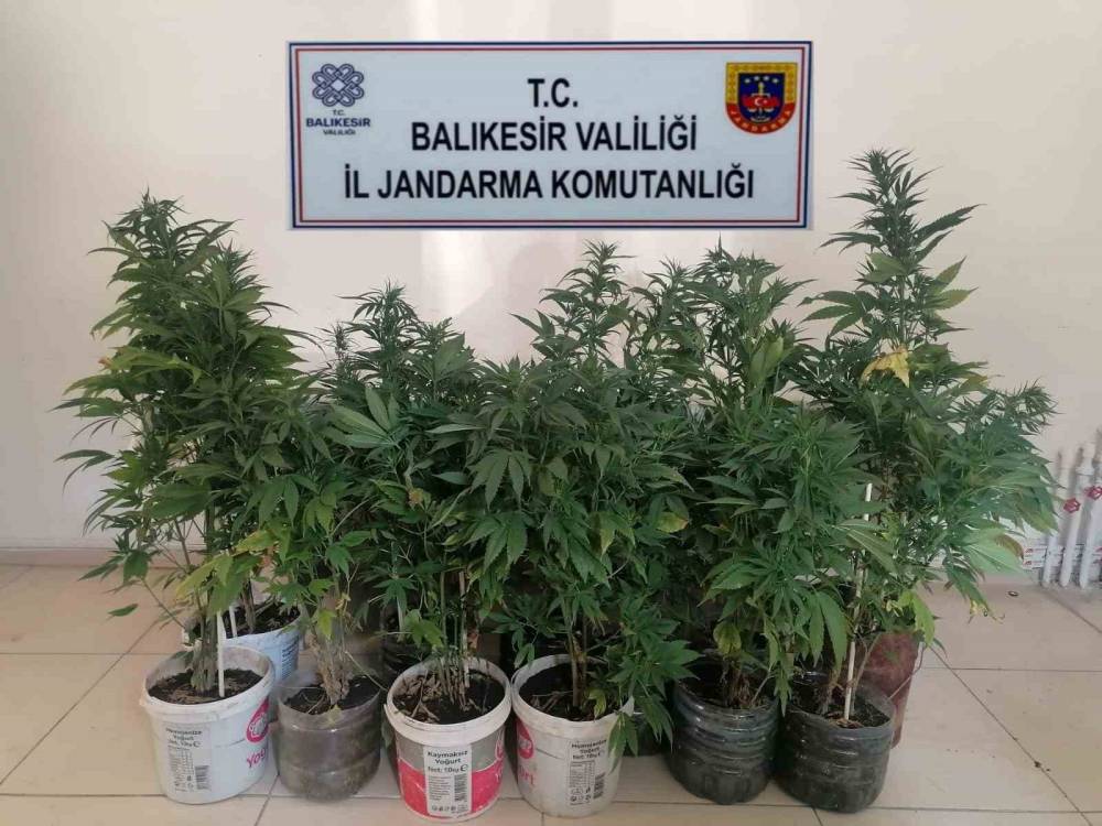 Bigadiç’te kenevir baskını