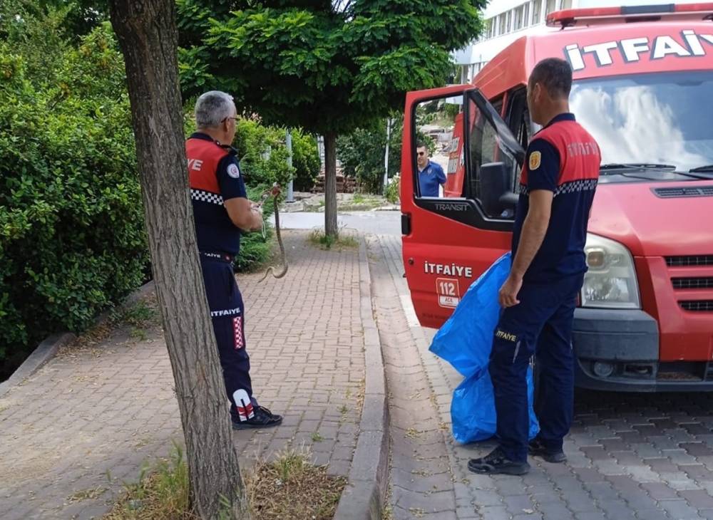 Çan’da itfaiye ekipleri yol kenarında yakaladıkları yılanı doğal ortamına bıraktı