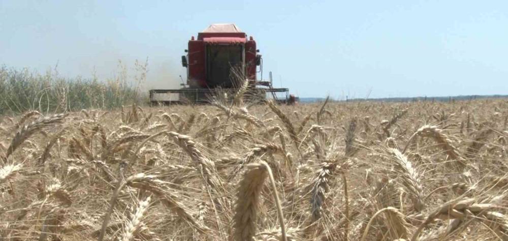 Edirne’de buğday hasadı başladı, ilk hasat yapıldı