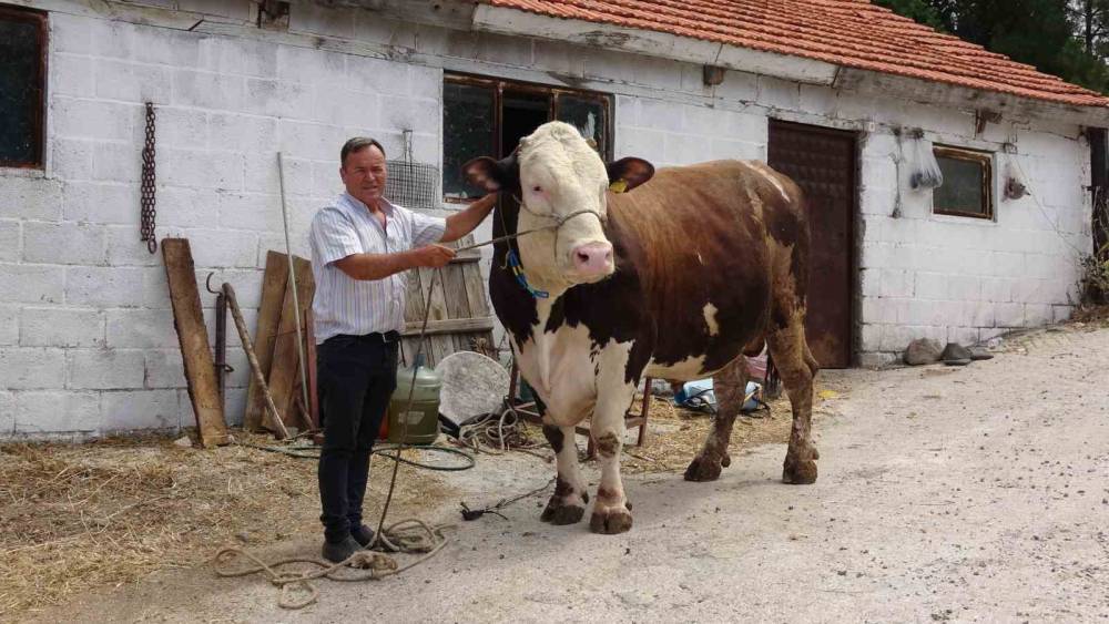(ÖZEL) Çanakkale’de ’Paşa’ isimli 1.6 tonluk boğa, 210 bin TL’ye satıldı