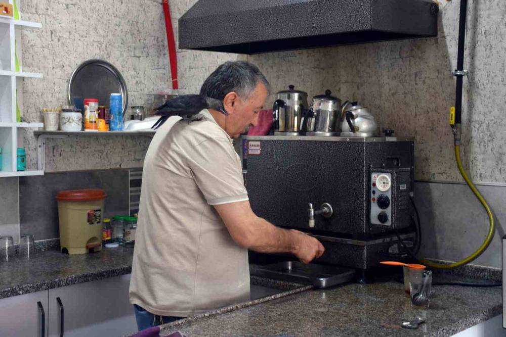 Kedilerden kurtardığı karga bir an olsun yanından ayrılmıyor
