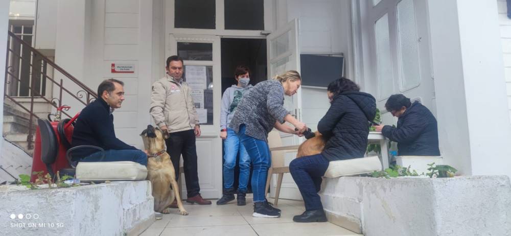 Adalar’da evcil hayvanlara çip taktırma yoğunluğu