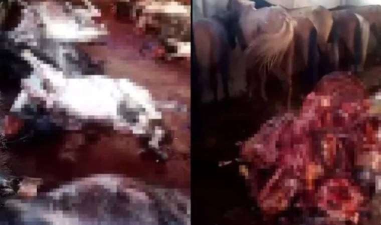 Adana'da Ele Geçirilen 12 Kesilmiş Eşek