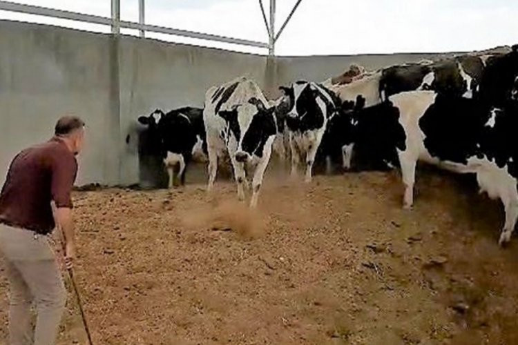 Denizli'de Çiftlik Çalışanı, 28 İneği Çalıp Vurgun Yaptı!