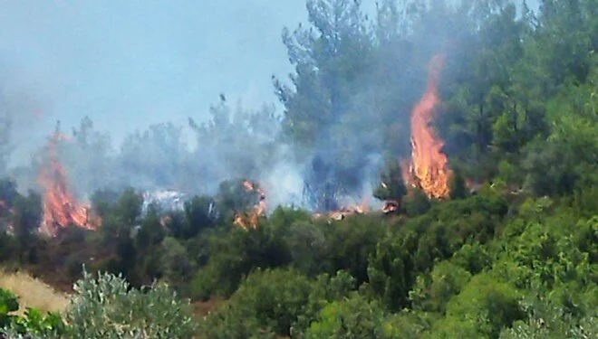Muğla ve Hatay'da Orman Yangını